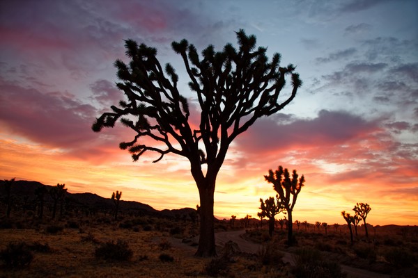 Sunset à Joshua Tree NP