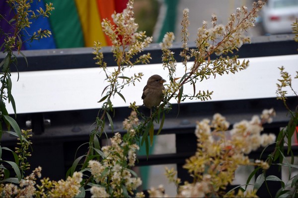 Oiseau sur la High Line