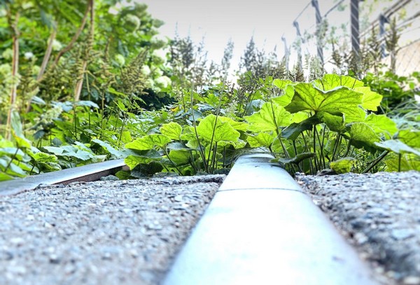 Rails envahis par la végétation sur la High Line