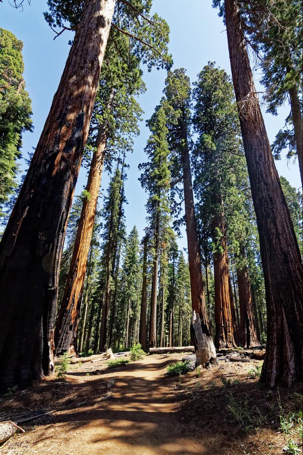 Crescent Meadow Sequoia NP