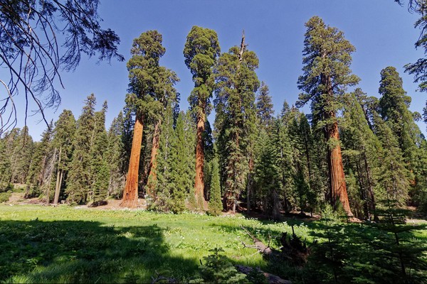 Round Meadow : Big Trees Trail Sequoia NP