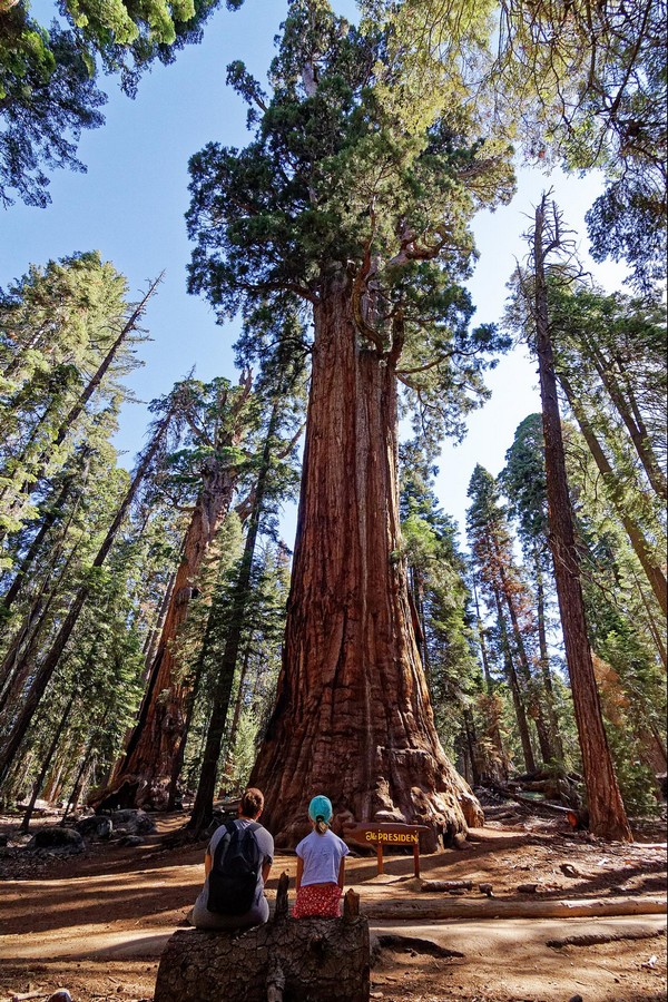 The President Tree Sequoia NP