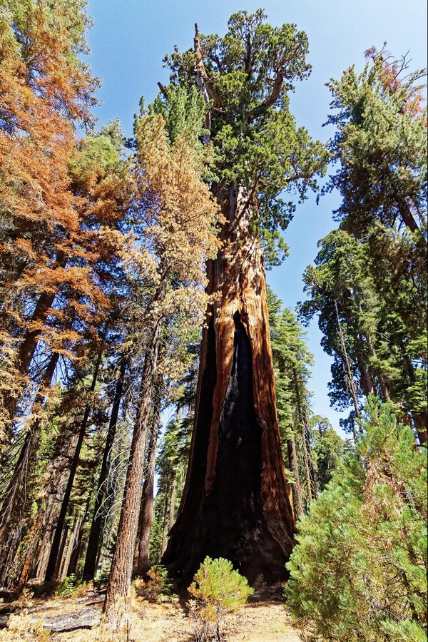 Franklin Tree Sequoia NP