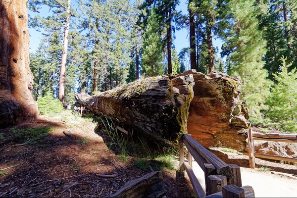 Fallen Monarch Tree King's Canyon NP