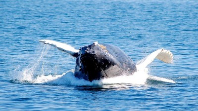 Boston croisière d'observation des baleines