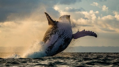 Croisière d'observation des baleines