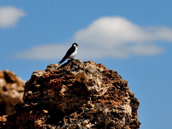 Oiseau sur un rocher au bord de Mono Lake