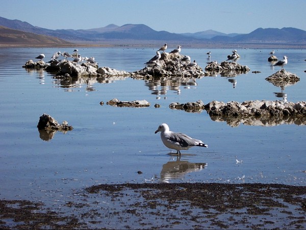 Mouches à la surface du Mono Lake