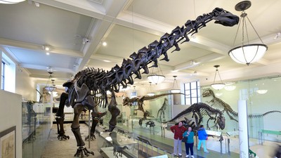American Museum of Natural History