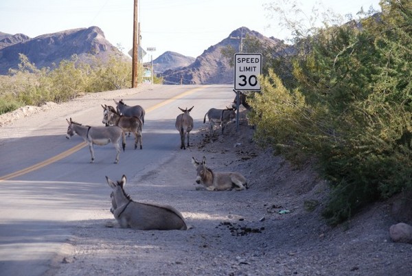 Burros à la sortie de Oatman