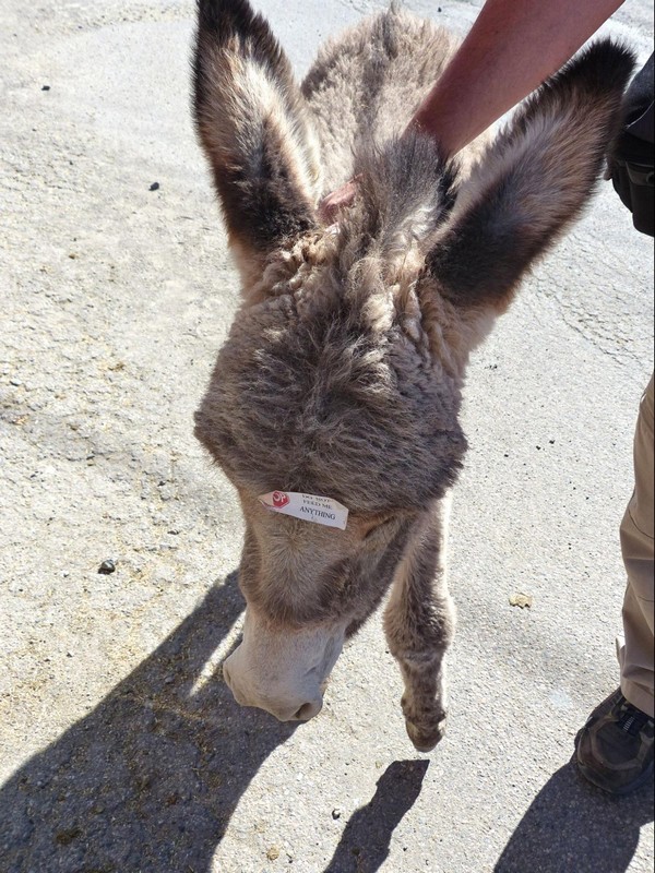 Jeune burros à Oatman