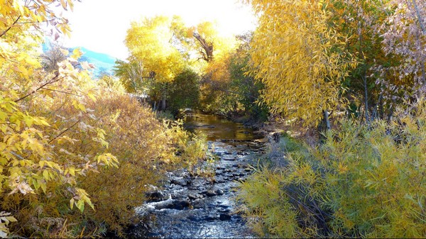Le ruisseau des Saules Rouges