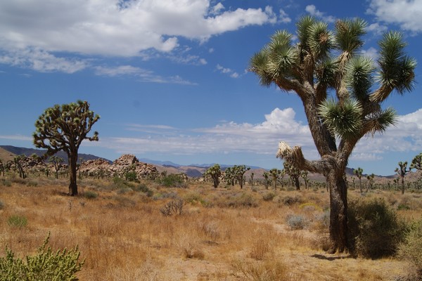 Joshua Tree NP