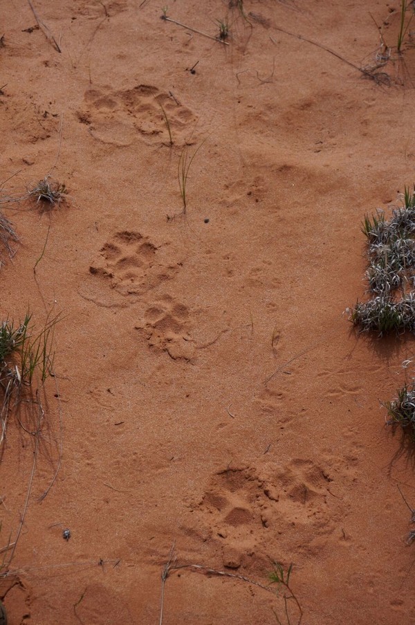 Empreintes de Lynx White Pocket Arizona
