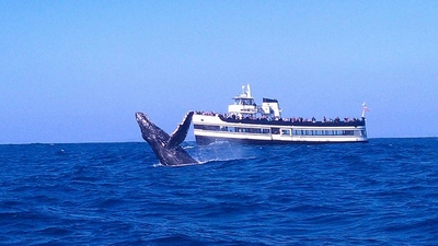 Croisière d'observation des baleines à San Diego