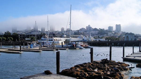 Otaries Pier 39 San Francisco