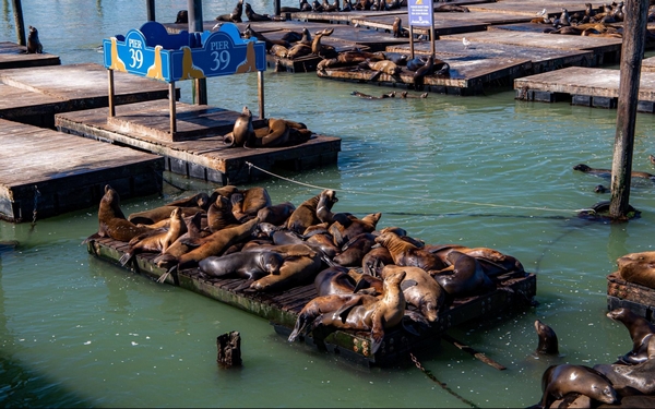 Sea lions colony Pier 39