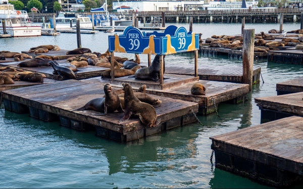 Otaries Fisherman's Wharf