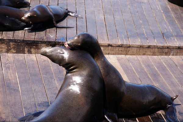 Sea lions Pier 39 SF