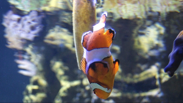 Aquarium of the Bay San Francisco