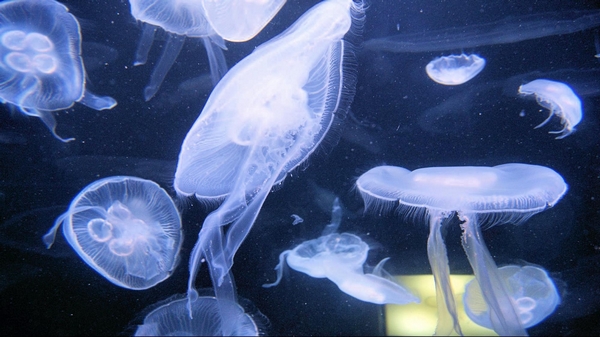 Aquarium of the Bay San Francisco
