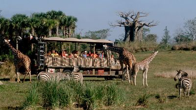 Disney Animal Kingdom Orlando