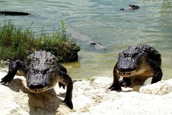 Alligators Everglades Floride