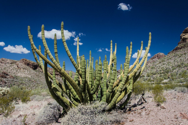 Organ Pipe Cactus NM
