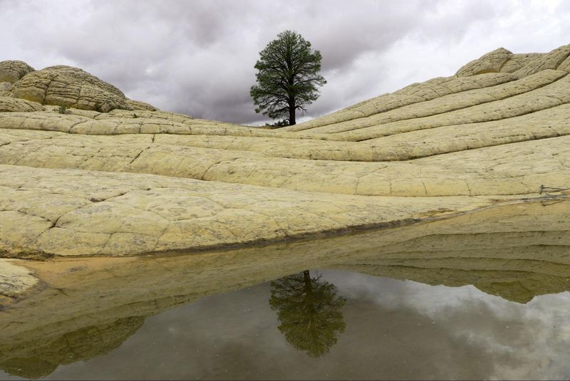 Arbre à White Pocket