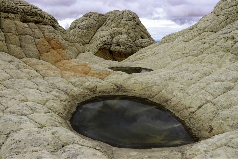 Ninja Turtle à White Pocket