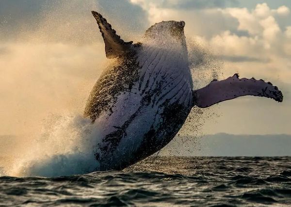 Croisière d'observation des baleines