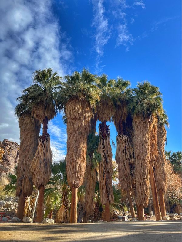 Palmiers Palm Springs