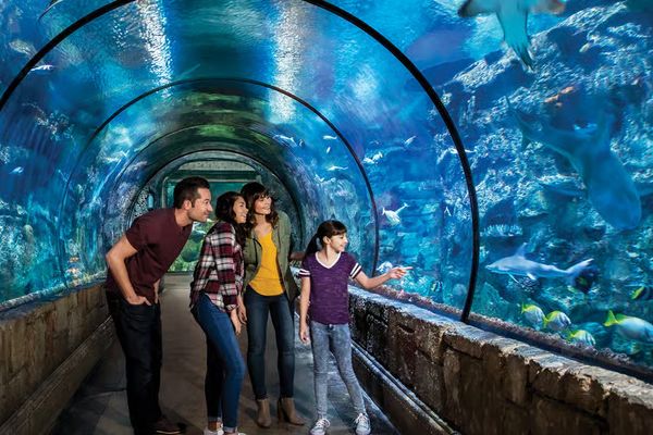 Shark Reef Aquarium Mandalay Bay